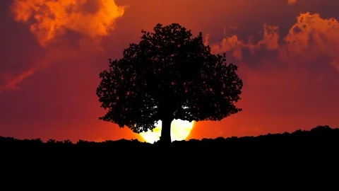 Silhouette of tree with the sunrise.Time lapse Stock Footage 74858579