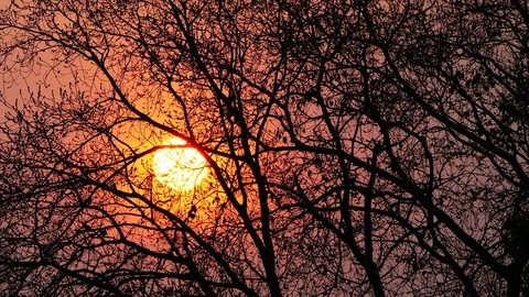 Silhouette of tree with the sunrise.Time lapse Stock-Footage 75169284