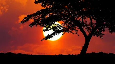 Silhouette of tree with the sunrise.Time lapse Stock Footage 75952514