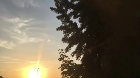 Silhouette of a tree with sunset in the background Stock Footage 78751756