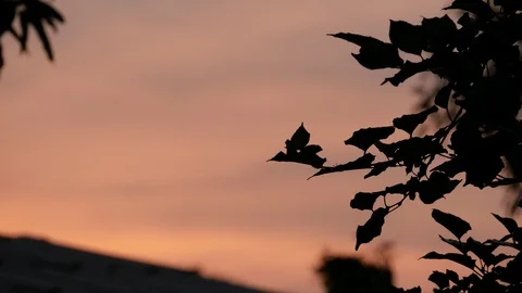 Silhouette of tree with sunset background Stock Footage 130171815