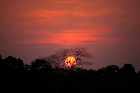 Silhouette of tree at sunset background.. Stock Photos