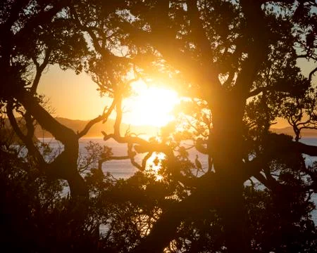Silhouette tree with sunset at the background Foto stock