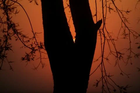 Silhouette of a tree with the sunset in the background 스톡 사진