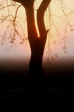 Silhouette of a tree with the sunset in the background Stock Photos