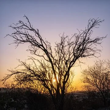 Silhouette of a tree on a sunset background Stock Photos