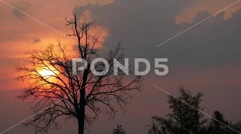 Silhouette of tree in sunset with cloudy sky Stock Photos