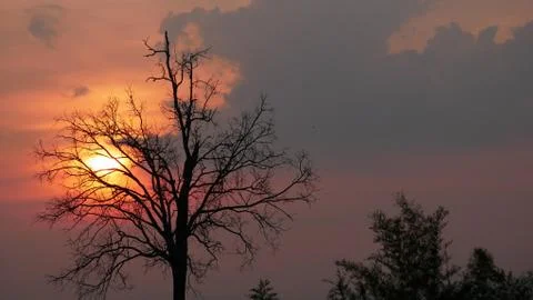 Silhouette of tree in sunset with cloudy sky Stock Photos