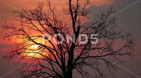 Silhouette of tree in sunset with cloudy sky Stock Photos