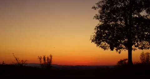 Silhouette of a tree at sunset Stock Footage 133005004
