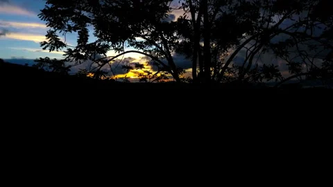 Silhouette tree at sunset Video stock 273576540