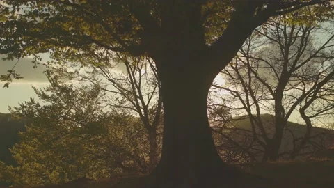 Silhouette of tree in the sunset light during a warm summer day Stock Footage 186632929