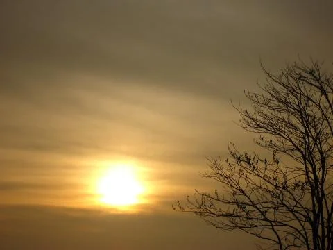 Silhouette tree sunset Stock Photos