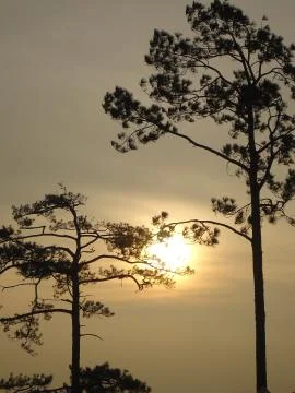 Silhouette tree sunset Stock Photos