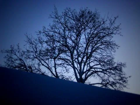 Silhouette of tree at sunset Stock Photos