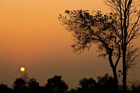 The silhouette of tree at sunset Stock Photos