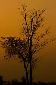The silhouette of tree at sunset Stock Photos