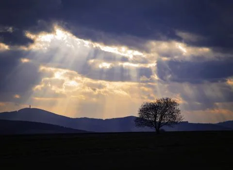 Silhouette of a tree at sunset Stock Photos
