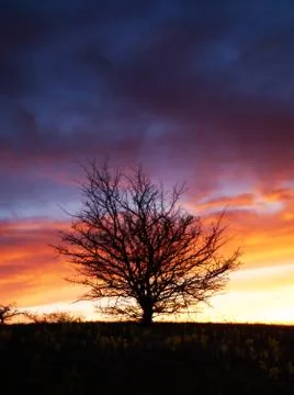 Silhouette of a tree at sunset Stock Photos
