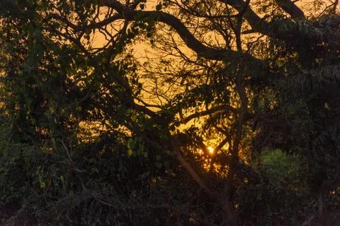 Silhouette tree at sunset Stock Photos