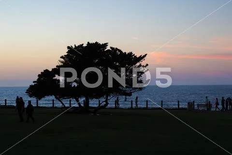 Silhouette of tree at sunset Stock Photos