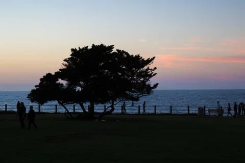 Silhouette of tree at sunset Stock Photos