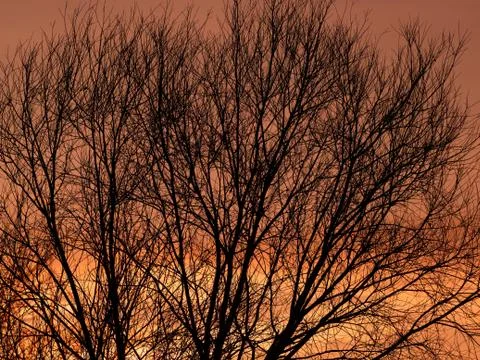 Silhouette of a tree at sunset. Foto stock