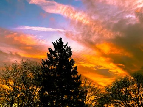The silhouette of a tree in the sunset Stock Photos