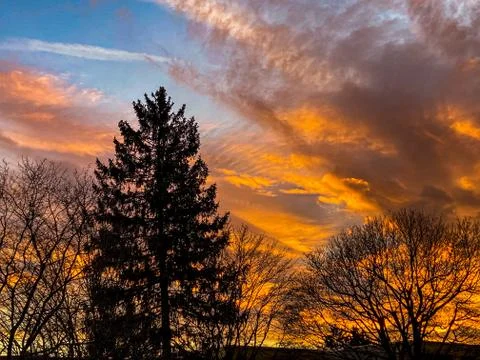 The silhouette of a tree in the sunset Stock Photos