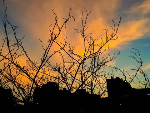 Silhouette of a tree at sunset Foto stock