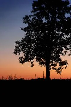 Silhouette of a tree at sunset Stock Photos
