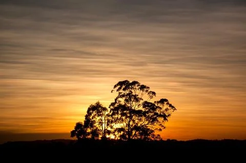 Silhouette of a tree at sunset. Stock Photos