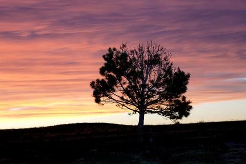 Silhouette of tree at sunset. Stock Photos
