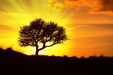 Silhouette of a tree at sunset with a radiant light behind 写真素材