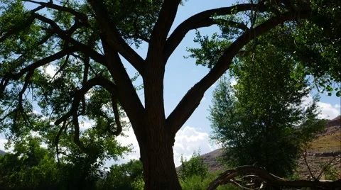 Silhouette tree time lapse Stock Footage 54076330