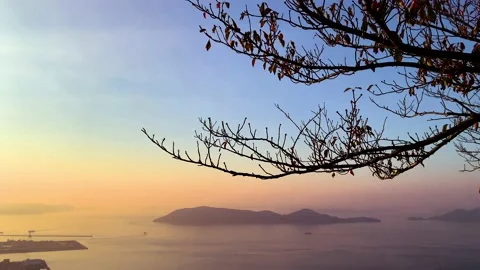 Silhouette Tree on top view before sunset sky Stock Footage 153459070