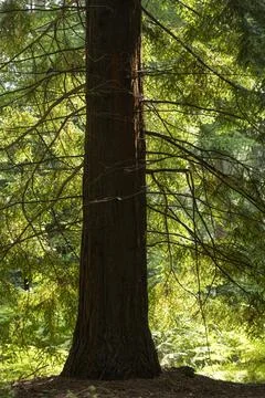 Silhouette of tree trunk in the summer sun Stock Photos