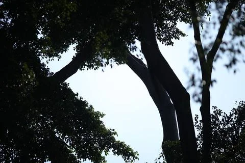 Silhouette of tree trunks Stock Photos