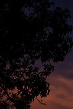 Silhouette of tree at twilight time Stock Photos