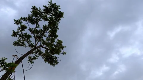 Silhouette of tree under dramatic sky surrounded by cloudy backdrop Stock Footage 344826746
