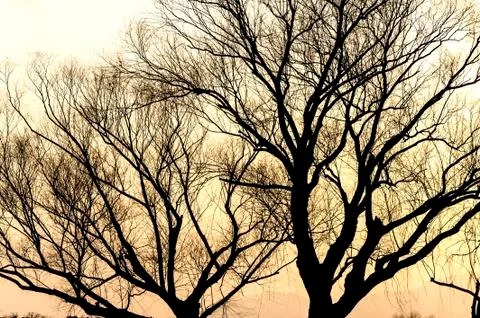 The silhouette of tree under the dusk Foto stock