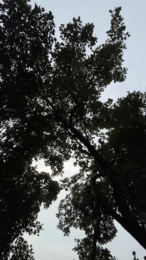 Silhouette Tree Under Vibrant Sky – Ultra Wide Angle Landscape View Stock-Footage 320213394