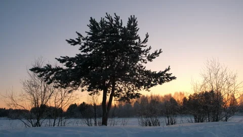 Silhouette of tree in winter landscape with forest on background at sunset. Video stock 273311162