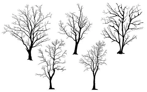Silhouette of tree without leaves Illustrazione stock