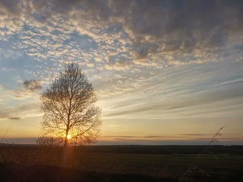 Silhouette of a tree without leaves in the rays of the setting sun Foto stock