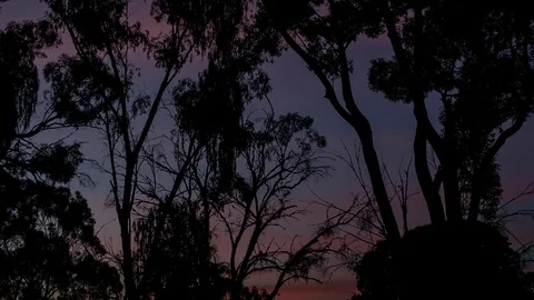 Silhouette of trees against the dramatic sky Stock Footage 94883243