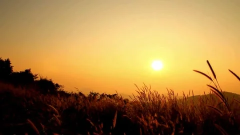 Silhouette of Trees and Grass at Sunset Landscape Stock Footage 310375462