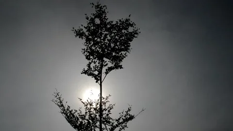Silhouette: trees and sun Video stock 236813634