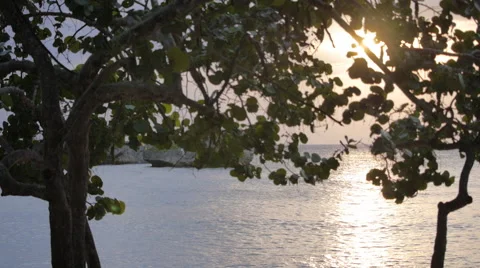 Silhouette trees with beach in background Stock Footage 44917219