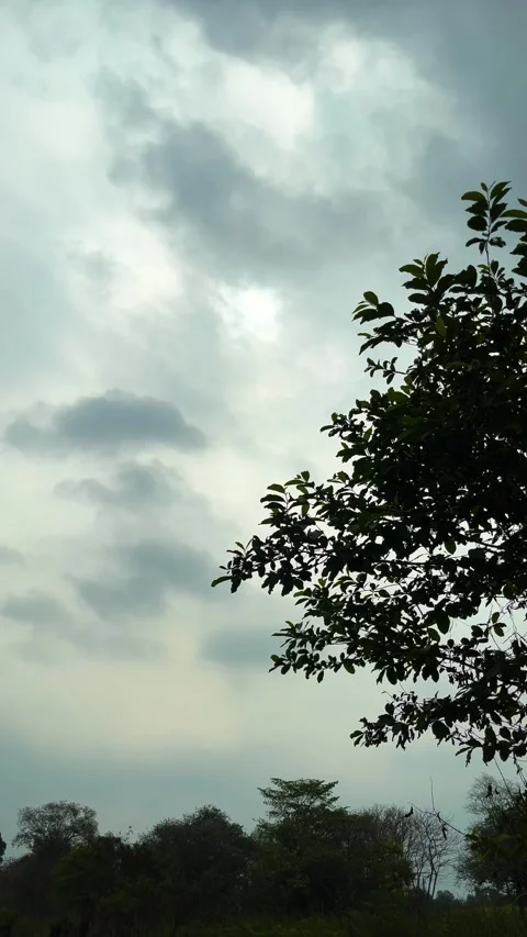 Silhouette trees border and sunlight with little birds flying on murky sky Stock Footage 311551657